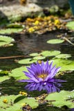 Beautiful Purple lotus and shadow reflected in the water stock image Beautiful Purple lotus and shadow reflected in the water stock image