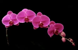 Beautiful Purple Orhid On Black Stock Photography