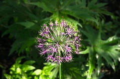Beautiful purple spherical inflorescence of Decorative Onion, named also Allium, on the blurred background of lush foliage. Royalty Free Stock Image Beautiful purple spherical inflorescence of Decorative Onion, named also Allium, on the blurred background of lush foliage. Royalty Free Stock Image