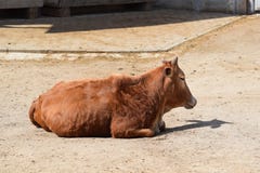 Beautiful Pygmy Zebu Cow Closeup on Sun Stock Photo stock image Beautiful Pygmy Zebu Cow Closeup on Sun Stock Photo stock image