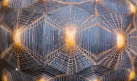 Radiated Tortoise Shell Texture Pattern stock image Radiated Tortoise Shell Texture Pattern stock image