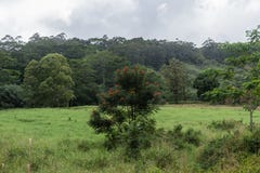 Beautiful rainforest vista at the Kuilau Ridge area, Lihue-Koloa Forest Reserve on Kauai, Hawaii, after a rainstorm stock photo Beautiful rainforest vista at the Kuilau Ridge area, Lihue-Koloa Forest Reserve on Kauai, Hawaii, after a rainstorm stock photo