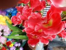 A beautiful Red or blue Flowers in Garden to west Bengal royalty free stock image A beautiful Red or blue Flowers in Garden to west Bengal royalty free stock image