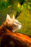 Beautiful red cat royalty free stock photo Beautiful red cat royalty free stock photo