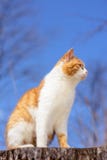 Beautiful red cat sitting in the woods on a hemp on the background of a blue sky stock photo Beautiful red cat sitting in the woods on a hemp on the background of a blue sky stock photo