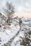Beautiful red deer stag in snow covered mountain range winter landscape in heavy snow storm royalty free stock photos Beautiful red deer stag in snow covered mountain range winter landscape in heavy snow storm royalty free stock photos