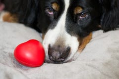 Beautiful red heart is lying near face od Bernese Mountain dog. The best surprise for Valentine`s day and international Women`s stock image Beautiful red heart is lying near face od Bernese Mountain dog. The best surprise for Valentine`s day and international Women`s stock image