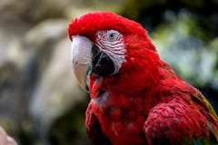 Red macaw bird with bokeh royalty free stock image Red macaw bird with bokeh royalty free stock image