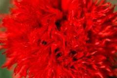 Beautiful red poppy flowers on a countryside field, in summer se royalty free stock photography Beautiful red poppy flowers on a countryside field, in summer se royalty free stock photography