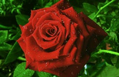 A beautiful red rose in full bloom with blurred background.