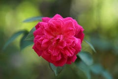 A beautiful red rose on garden royalty free stock photo A beautiful red rose on garden royalty free stock photo