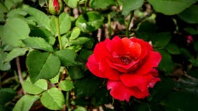 Beautiful red rose green leafs nature background stock photography Beautiful red rose green leafs nature background stock photography