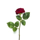 Beautiful Red Rose Isolated On White Background Top View Stock Photos Beautiful Red Rose Isolated On White Background Top View Stock Photos