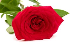 Beautiful red rose isolated on white background Royalty Free Stock Images Beautiful red rose isolated on white background Royalty Free Stock Images