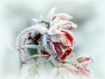 Beautiful red roses with morning frost