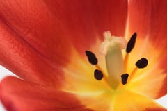 Beautiful Red Tulip Close Up Royalty Free Stock Image