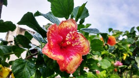 The beautiful red-yellow hibiscus flower after shower royalty free stock photo The beautiful red-yellow hibiscus flower after shower royalty free stock photo