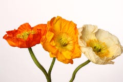 Beautiful red, yellow, white poppies on light background