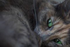 Beautiful resting grey cat with green eyes royalty free stock image Beautiful resting grey cat with green eyes royalty free stock image