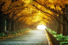 Beautiful Road Path Under Trees Arch In Autumn Royalty Free Stock Images Beautiful Road Path Under Trees Arch In Autumn Royalty Free Stock Images
