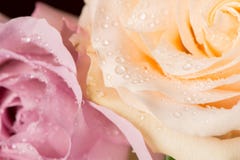 Beautiful rose bud with drops on a black background royalty free stock photography Beautiful rose bud with drops on a black background royalty free stock photography