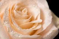 Beautiful rose bud with drops on a black background royalty free stock images Beautiful rose bud with drops on a black background royalty free stock images