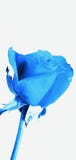 Beautiful rose buds blooming light blue with white background