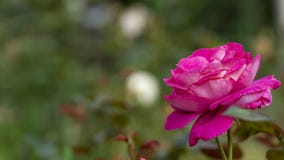 Beautiful rose flower in garden also with nice background color stock images Beautiful rose flower in garden also with nice background color stock images
