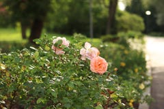 Beautiful roses bush in garden. Pink pale roses bush. royalty free stock photography Beautiful roses bush in garden. Pink pale roses bush. royalty free stock photography