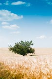 Beautiful Rural Landscape With Tree Stock Images