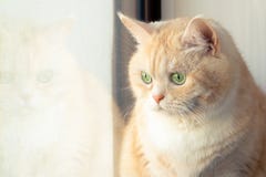 Beautiful sad creamy tabby cat sitting near the window royalty free stock photos Beautiful sad creamy tabby cat sitting near the window royalty free stock photos