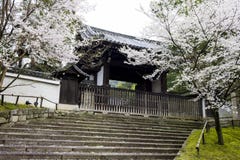 Cherry blossoms, Kyoto, Japan stock photo Cherry blossoms, Kyoto, Japan stock photo