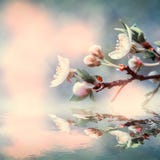 Beautiful sakura flower cherry blossom and ladybug water reflection. Greeting card background template. Shallow depth. Soft vintag stock photos Beautiful sakura flower cherry blossom and ladybug water reflection. Greeting card background template. Shallow depth. Soft vintag stock photos