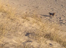 Beautiful sand and dog in the dunes of the Baltic beach at sunset in Klaipeda, Lithuania stock photography Beautiful sand and dog in the dunes of the Baltic beach at sunset in Klaipeda, Lithuania stock photography
