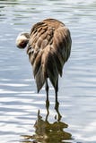 Beautiful Sandhill Crane in water royalty free stock images Beautiful Sandhill Crane in water royalty free stock images