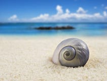 Beautiful Sea Shell On The Beach Royalty Free Stock Image