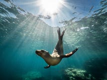 Beautiful shot of a California sea lion seal enjoying the rays of the sun in Baja California