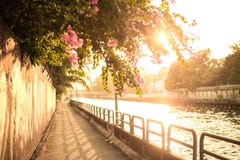 Beautiful sidewalk between the canal,Pink flower on walkway and the river at sunset Stock Image Beautiful sidewalk between the canal,Pink flower on walkway and the river at sunset Stock Image