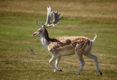 Beautiful Sika Deer Running On A Meadow Royalty Free Stock Images