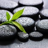 Beautiful spa background of green branch bamboo on zen basalt st Stock Image Beautiful spa background of green branch bamboo on zen basalt st Stock Image