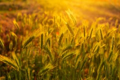 Beautiful spikelets in the field at sunset Wallpaper royalty free stock photography Beautiful spikelets in the field at sunset Wallpaper royalty free stock photography