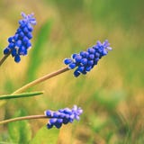 Beautiful Spring Blue Flower Grape Hyacinth With Sun And Green Grass. Macro Shot Of The Garden With A Natural Blurred Background. Royalty Free Stock Photos