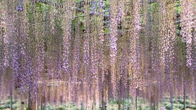 Beautiful spring flowers series, wisteria trellis in garden stock photos Beautiful spring flowers series, wisteria trellis in garden stock photos