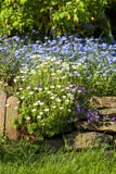 Beautiful spring garden, beauty in nature. Stock Image Beautiful spring garden, beauty in nature. Stock Image