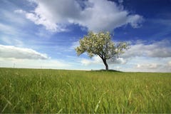 Beautiful Spring Landscape With Lonely Tree Royalty Free Stock Photo