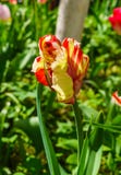 Beautiful spring , multi-colored tulips planted in the city park stock photo Beautiful spring , multi-colored tulips planted in the city park stock photo