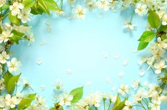 Beautiful spring nature background with lovely blossom, petal a on turquoise blue background , top view, frame. Springtime concept stock photos Beautiful spring nature background with lovely blossom, petal a on turquoise blue background , top view, frame. Springtime concept stock photos