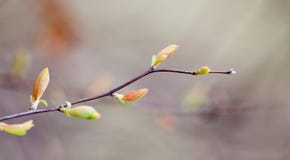 Beautiful Spring Nature Landscape, Tree Twig With Colorful Red Green Leaves. Macro View Selective Focus. Beautiful Spring Nature Landscape, Tree Twig With Colorful Red Green Leaves. Macro View Selective Focus.