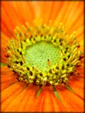 Beautiful stems macro background and wallpaper stock photos Beautiful stems macro background and wallpaper stock photos