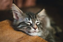 Beautiful striped Maine-coon kitten is sleeping. royalty free stock images Beautiful striped Maine-coon kitten is sleeping. royalty free stock images